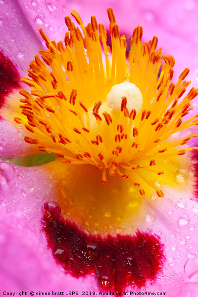 Wet Cistus flower beautiful macro detail Picture Board by Simon Bratt LRPS