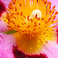 Buy canvas prints of Wet Cistus flower beautiful macro detail by Simon Bratt LRPS