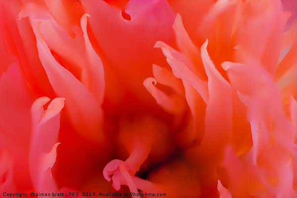 Red Paeonia flower head super close up Picture Board by Simon Bratt LRPS