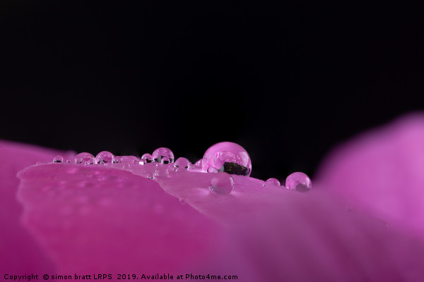 Macro water droplets on a flower petal  Picture Board by Simon Bratt LRPS