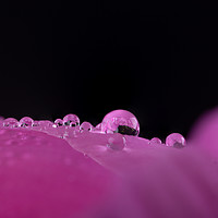 Buy canvas prints of Macro water droplets on a flower petal  by Simon Bratt LRPS