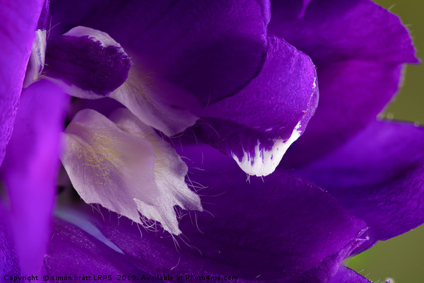 Purple Delphinium flower super macro close up Picture Board by Simon Bratt LRPS