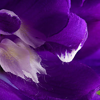 Buy canvas prints of Purple Delphinium flower super macro close up by Simon Bratt LRPS