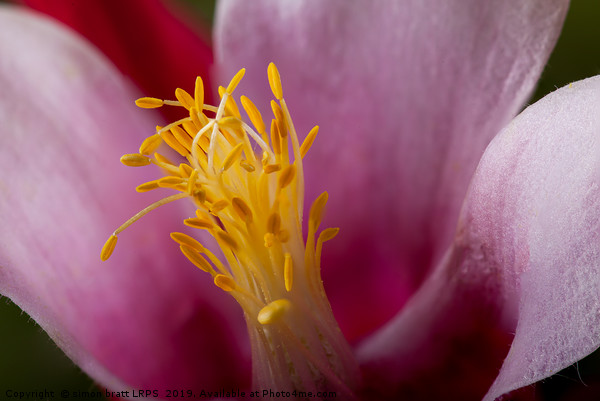 Aquilegia flower stamen super macro closeup Picture Board by Simon Bratt LRPS