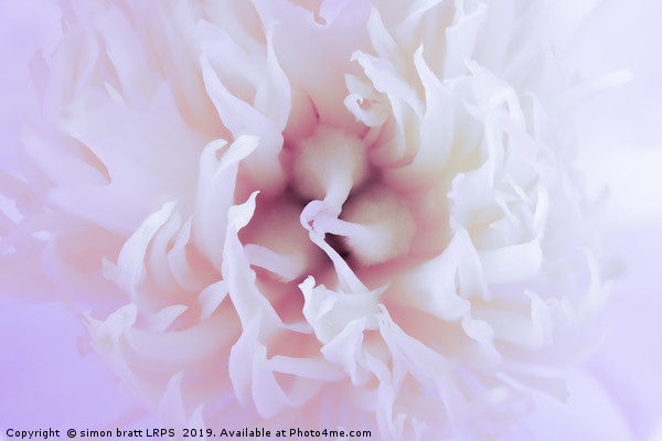 White Paeonia flower head abstract close up Picture Board by Simon Bratt LRPS