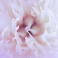 Buy canvas prints of White Paeonia flower head abstract close up by Simon Bratt LRPS