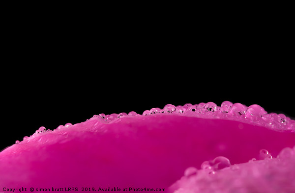 Close up water drops on flower petal Picture Board by Simon Bratt LRPS