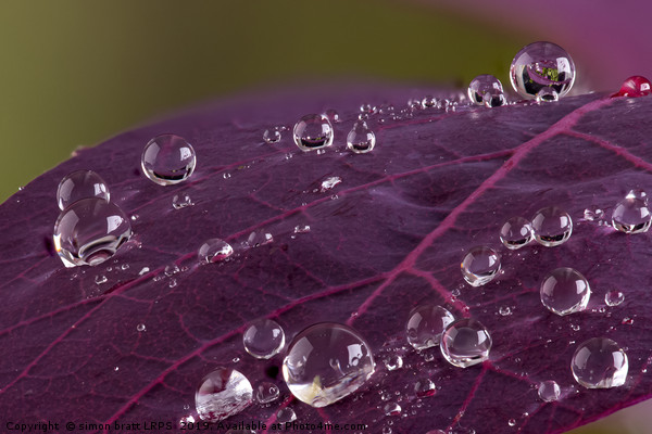 Cotinus leaf macro with water droplets beeding mac Picture Board by Simon Bratt LRPS