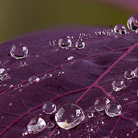 Buy canvas prints of Cotinus leaf macro with water droplets beeding mac by Simon Bratt LRPS