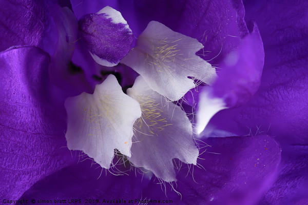 Beautiful Delphinium flower in high detail Picture Board by Simon Bratt LRPS