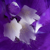 Buy canvas prints of Beautiful Delphinium flower in high detail by Simon Bratt LRPS