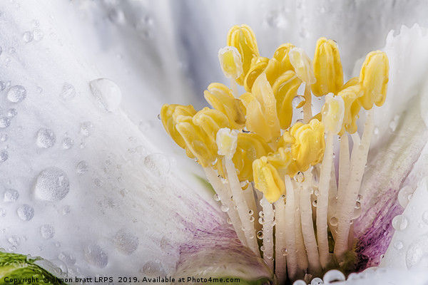 Philadelphus flower macro with water drops Picture Board by Simon Bratt LRPS