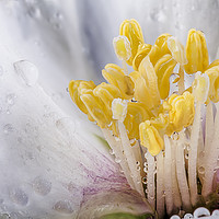 Buy canvas prints of Philadelphus flower macro with water drops by Simon Bratt LRPS