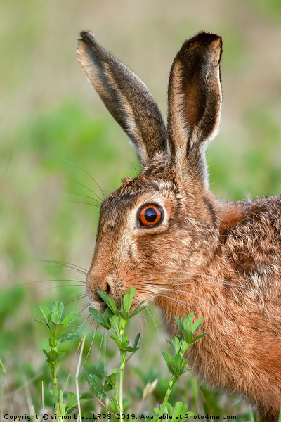 Wild brown hare close up eating Picture Board by Simon Bratt LRPS
