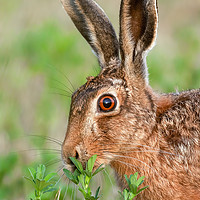 Buy canvas prints of Wild brown hare close up eating by Simon Bratt LRPS