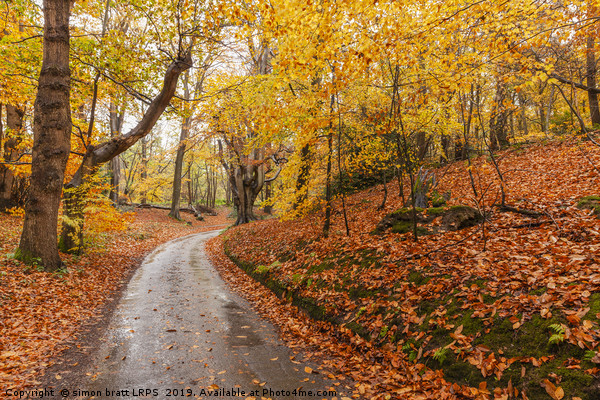 Autumn woodland and winding rural road Picture Board by Simon Bratt LRPS
