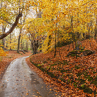 Buy canvas prints of Autumn woodland and winding rural road by Simon Bratt LRPS