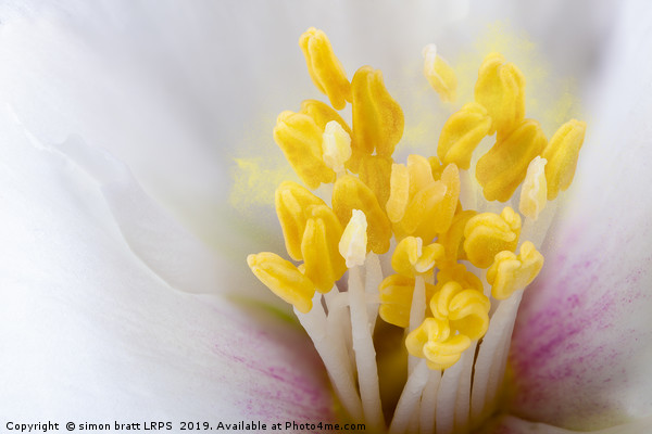Philadelphus flower extreme close up with pollen Picture Board by Simon Bratt LRPS