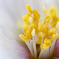 Buy canvas prints of Philadelphus flower extreme close up with pollen by Simon Bratt LRPS