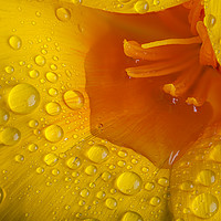 Buy canvas prints of Poppy flower macro with water droplets by Simon Bratt LRPS