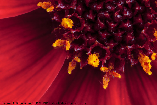 Red Dahlia flower in extreme macro Picture Board by Simon Bratt LRPS