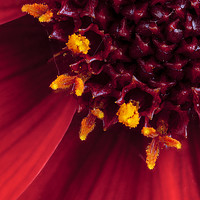 Buy canvas prints of Red Dahlia flower in extreme macro by Simon Bratt LRPS