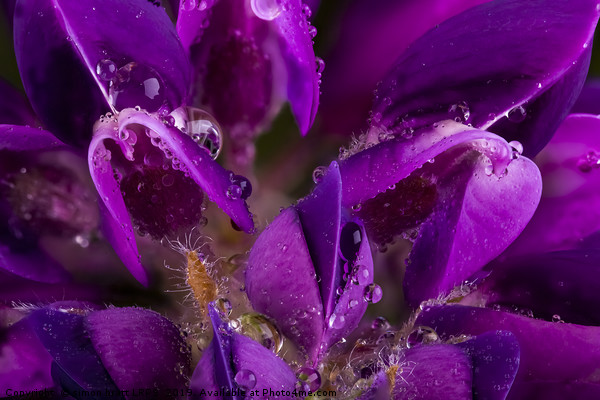 Beautiful Purple Lupin flower close up with waterd Picture Board by Simon Bratt LRPS