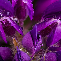 Buy canvas prints of Beautiful Purple Lupin flower close up with waterd by Simon Bratt LRPS