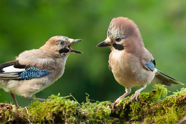 Young jay bird with parent close up Picture Board by Simon Bratt LRPS