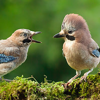 Buy canvas prints of Young jay bird with parent close up by Simon Bratt LRPS