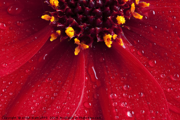 Red Dahlia flower close up with water drops Picture Board by Simon Bratt LRPS
