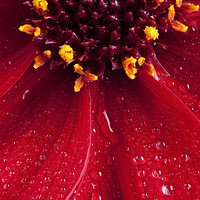 Buy canvas prints of Red Dahlia flower close up with water drops by Simon Bratt LRPS