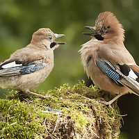 Buy canvas prints of Jay bird parent with young close up by Simon Bratt LRPS