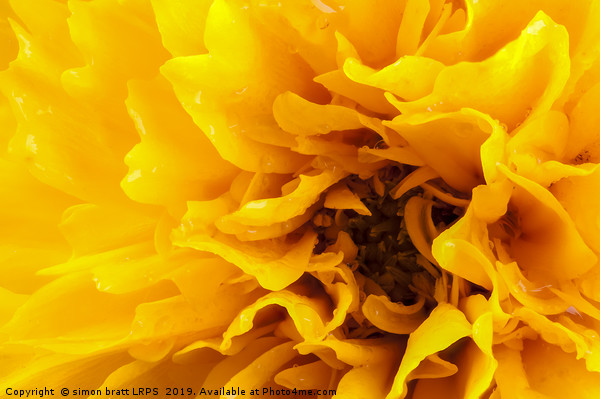 Macro coreopsis yellow flower head Picture Board by Simon Bratt LRPS