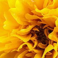 Buy canvas prints of Macro coreopsis yellow flower head by Simon Bratt LRPS