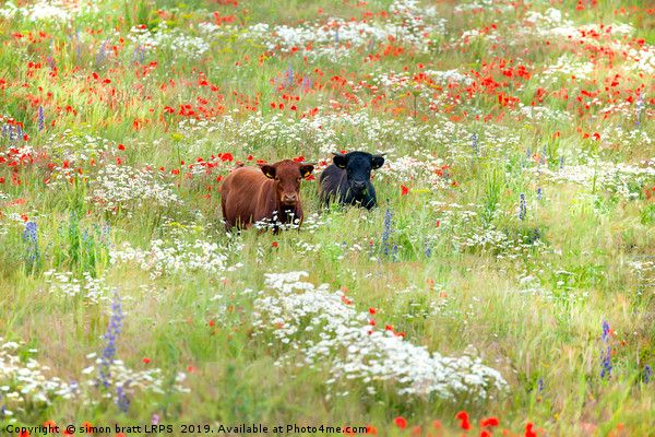 Two cows in wild flower meadow Picture Board by Simon Bratt LRPS