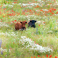 Buy canvas prints of Two cows in wild flower meadow by Simon Bratt LRPS