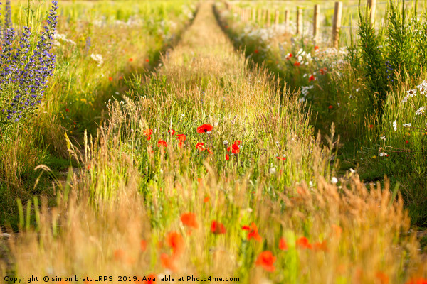 Converging tracks in a flower meadow Picture Board by Simon Bratt LRPS