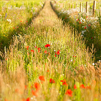 Buy canvas prints of Converging tracks in a flower meadow by Simon Bratt LRPS