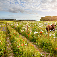 Buy canvas prints of Norfolk flower meadow tracks and two cows by Simon Bratt LRPS