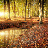 Buy canvas prints of Autumn sunrise bursting through woodland by Simon Bratt LRPS