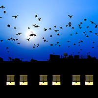 Buy canvas prints of Building windows asleep with birds by Simon Bratt LRPS