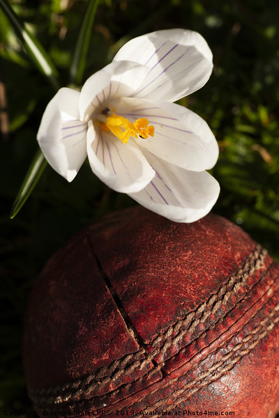 Old cricket ball under crocus flower Picture Board by Simon Bratt LRPS