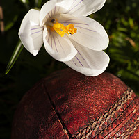 Buy canvas prints of Old cricket ball under crocus flower by Simon Bratt LRPS
