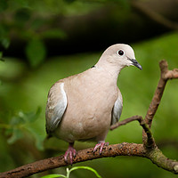 Buy canvas prints of Collared dove wild bird in a tree by Simon Bratt LRPS