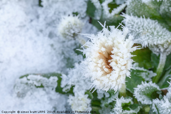 Daisy flower covered in winter ice Picture Board by Simon Bratt LRPS