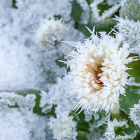 Buy canvas prints of Daisy flower covered in winter ice by Simon Bratt LRPS