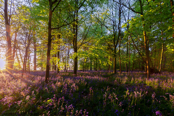 Stunning bluebells woodland at sunrise Picture Board by Simon Bratt LRPS