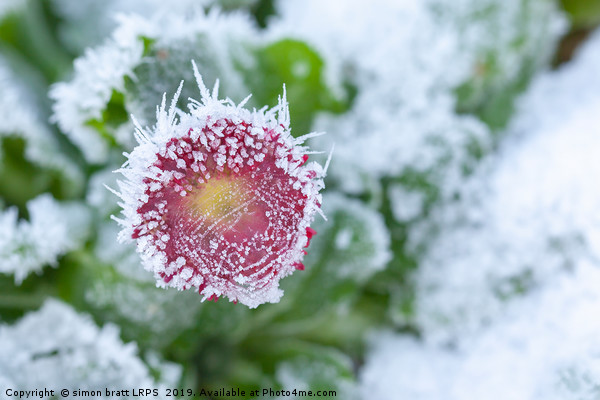 Daisy frozen in winter garden Picture Board by Simon Bratt LRPS