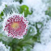 Buy canvas prints of Daisy frozen in winter garden by Simon Bratt LRPS